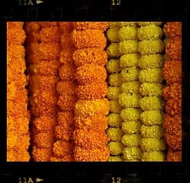 GARLAND GREETINGS